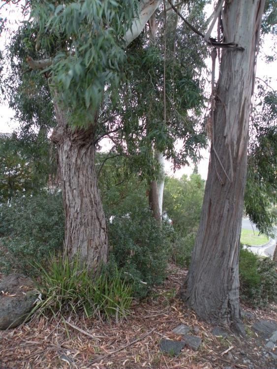 Eucalyptus trees 01.JPG