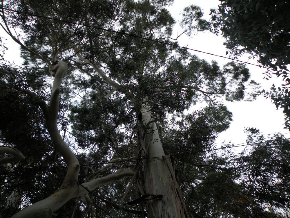 Eucalyptus trees 06.JPG