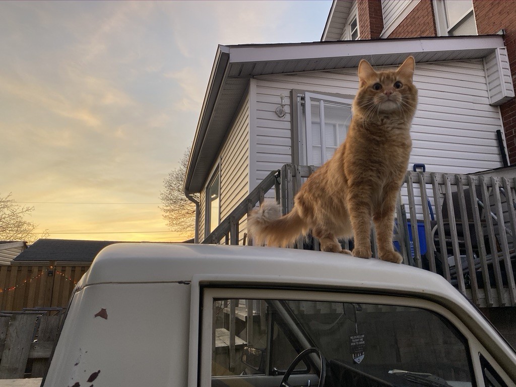 My boy and the purrfect helper Steve stands guard over the Courier for me